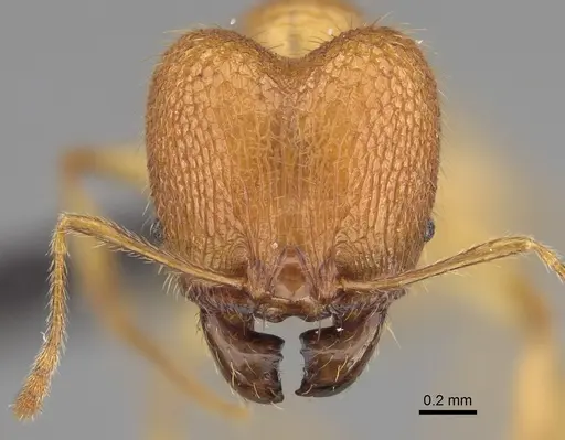 Pheidole mavohavoana specimen CASENT0923298 image casent0923298_2