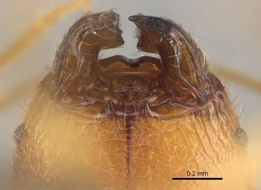 Pheidole mavohavoana specimen CASENT0923298 image casent0923298_3