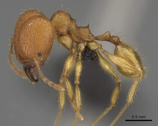 Pheidole mavohavoana specimen CASENT0923298 image casent0923298_4