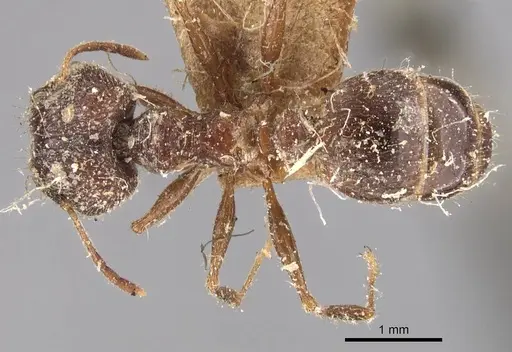 Pheidole mayri specimen CASENT0907823 image casent0907823_1