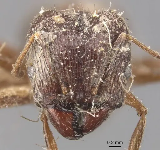 Pheidole mayri specimen CASENT0907823 image casent0907823_2