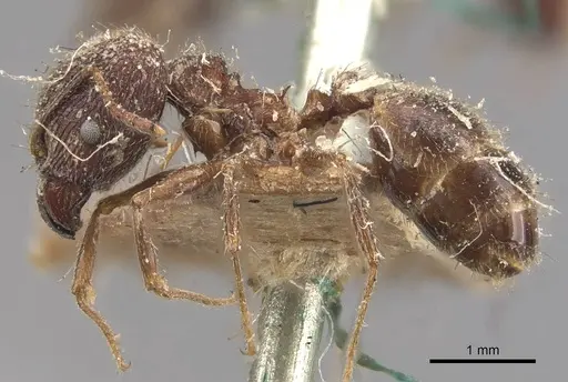 Pheidole mayri specimen CASENT0907823 image casent0907823_3
