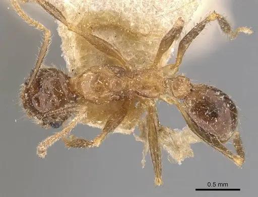 Pheidole mayri specimen CASENT0907824 image casent0907824_1