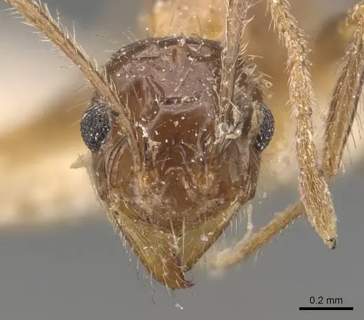 Pheidole mayri specimen CASENT0907824 image casent0907824_2