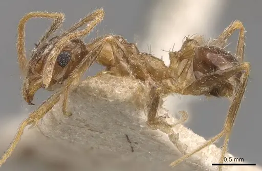 Pheidole mayri specimen CASENT0907824 image casent0907824_3