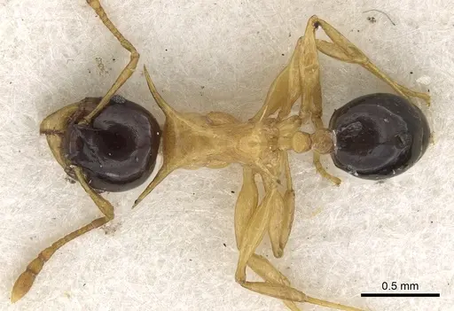 Pheidole medioflava specimen CASENT0901331 image casent0901331_1