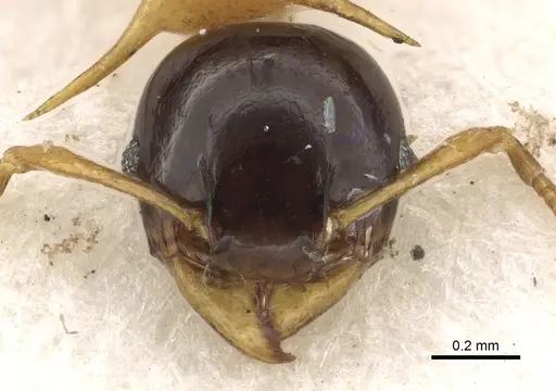 Pheidole medioflava specimen CASENT0901331 image casent0901331_2