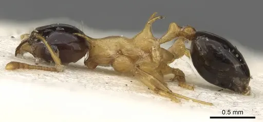Pheidole medioflava specimen CASENT0901331 image casent0901331_3