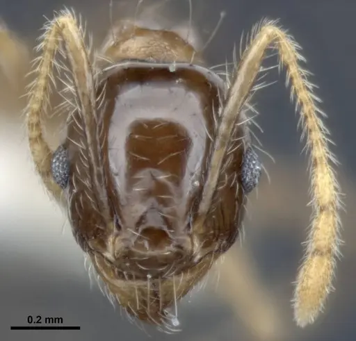 Pheidole megacephala specimen ANTWEB1008103 image antweb1008103_2