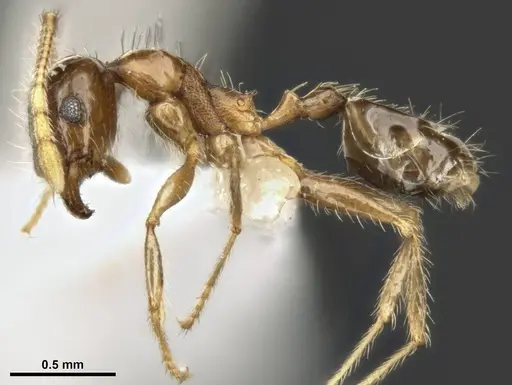 Pheidole megacephala specimen ANTWEB1008103 image antweb1008103_3