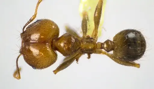Pheidole megacephala specimen ANTWEB1041605 image antweb1041605_1