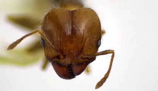 Pheidole megacephala specimen ANTWEB1041605 image antweb1041605_2