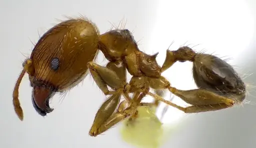 Pheidole megacephala specimen ANTWEB1041605 image antweb1041605_3