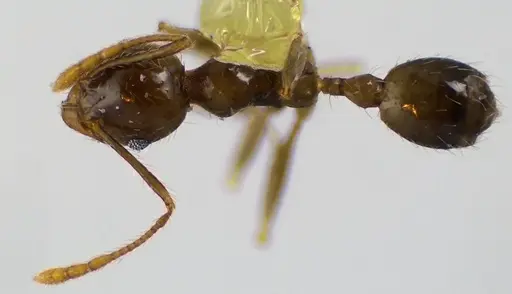 Pheidole megacephala specimen ANTWEB1041606 image antweb1041606_1