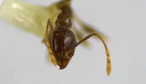 Pheidole megacephala specimen ANTWEB1041606 image antweb1041606_2