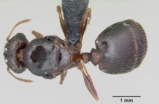 Pheidole megacephala specimen CASENT0055887 image casent0055887_1