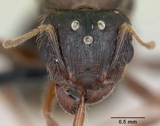 Pheidole megacephala specimen CASENT0055887 image casent0055887_2