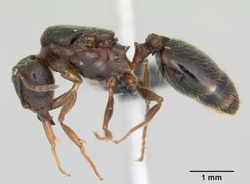 Pheidole megacephala specimen CASENT0055887 image casent0055887_3