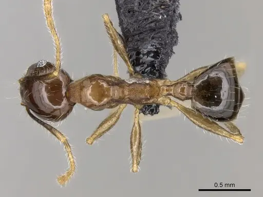 Pheidole megacephala specimen CASENT0056016 image casent0056016_1