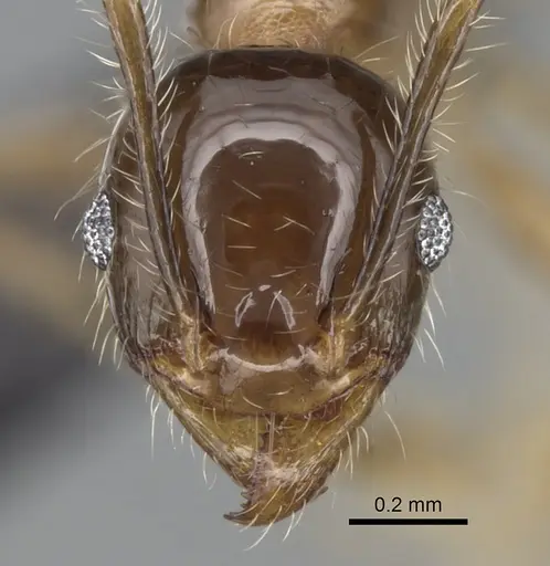Pheidole megacephala specimen CASENT0056016 image casent0056016_2