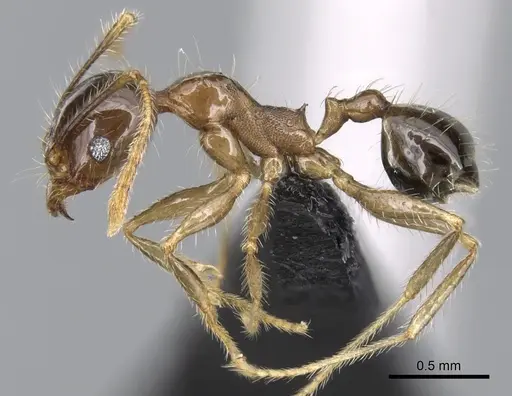 Pheidole megacephala specimen CASENT0056016 image casent0056016_3