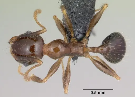 Pheidole megacephala specimen CASENT0059654 image casent0059654_1