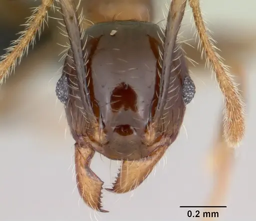 Pheidole megacephala specimen CASENT0059654 image casent0059654_2