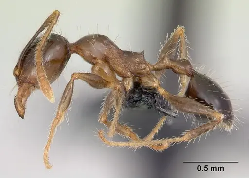 Pheidole megacephala specimen CASENT0059654 image casent0059654_3