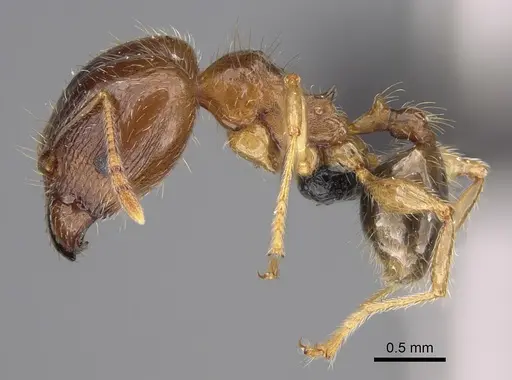 Pheidole megacephala specimen CASENT0059673 image casent0059673_1