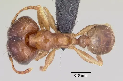 Pheidole megacephala specimen CASENT0063124 image casent0063124_1