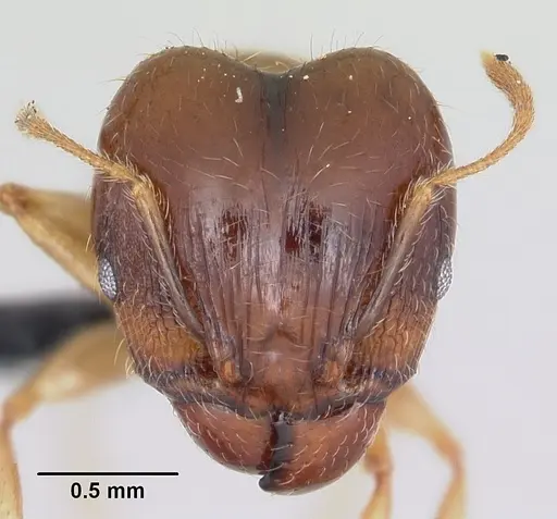 Pheidole megacephala specimen CASENT0063124 image casent0063124_2