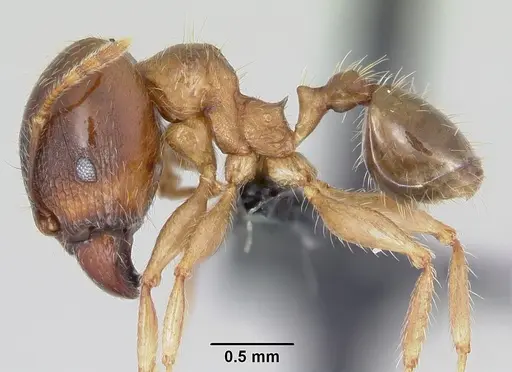Pheidole megacephala specimen CASENT0063124 image casent0063124_3