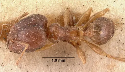 Pheidole megacephala specimen CASENT0101411 image casent0101411_1