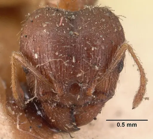 Pheidole megacephala specimen CASENT0101411 image casent0101411_2
