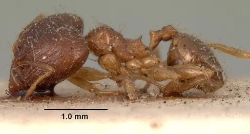 Pheidole megacephala specimen CASENT0101411 image casent0101411_3