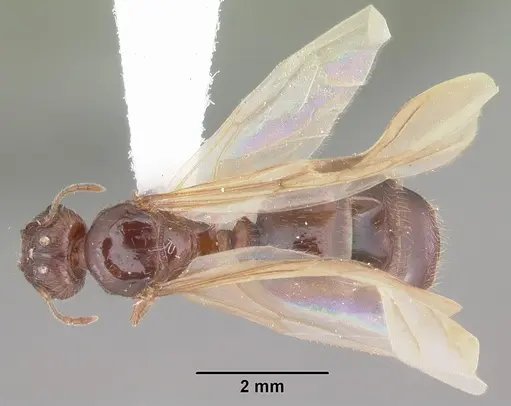 Pheidole megacephala specimen CASENT0104406 image casent0104406_1