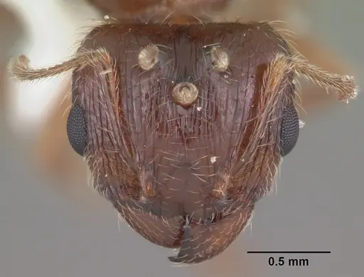 Pheidole megacephala specimen CASENT0104406 image casent0104406_2