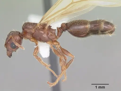 Pheidole megacephala specimen CASENT0104406 image casent0104406_3