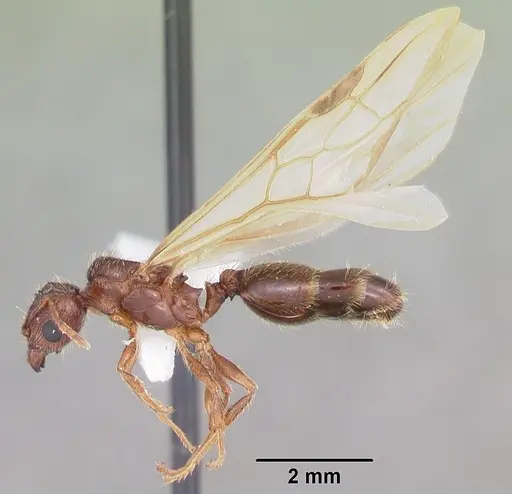 Pheidole megacephala specimen CASENT0104406 image casent0104406_4