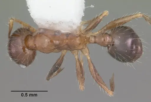 Pheidole megacephala specimen CASENT0104407 image casent0104407_1