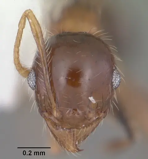 Pheidole megacephala specimen CASENT0104407 image casent0104407_2