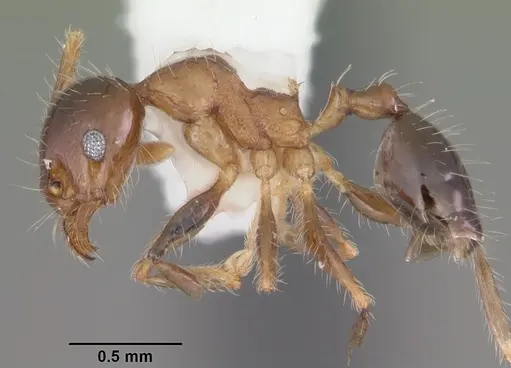 Pheidole megacephala specimen CASENT0104407 image casent0104407_3