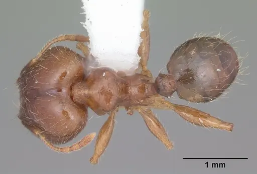 Pheidole megacephala specimen CASENT0104408 image casent0104408_1