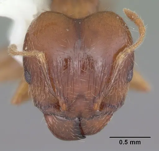 Pheidole megacephala specimen CASENT0104408 image casent0104408_2