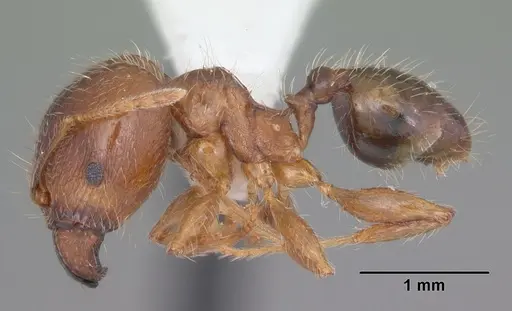 Pheidole megacephala specimen CASENT0104408 image casent0104408_3