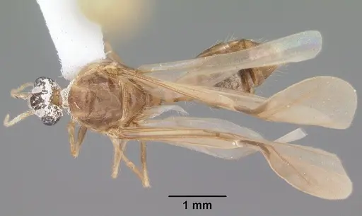 Pheidole megacephala specimen CASENT0104409 image casent0104409_1
