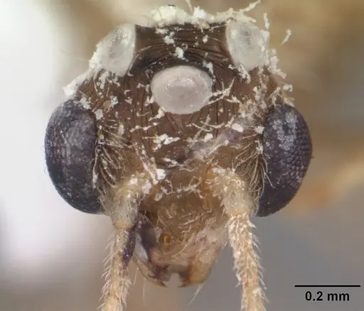 Pheidole megacephala specimen CASENT0104409 image casent0104409_2