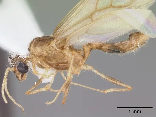 Pheidole megacephala specimen CASENT0104409 image casent0104409_3