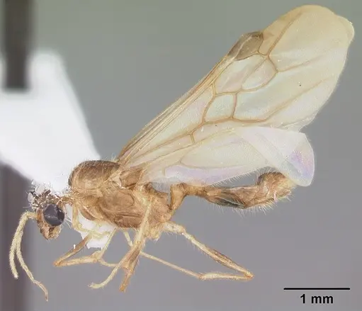 Pheidole megacephala specimen CASENT0104409 image casent0104409_4