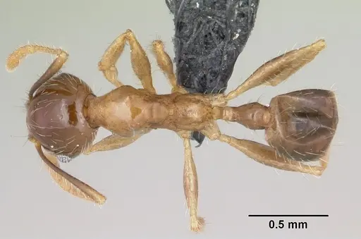 Pheidole megacephala specimen CASENT0104905 image casent0104905_1